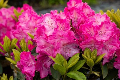Rhododendron 'Germania' struik 50-60 cm