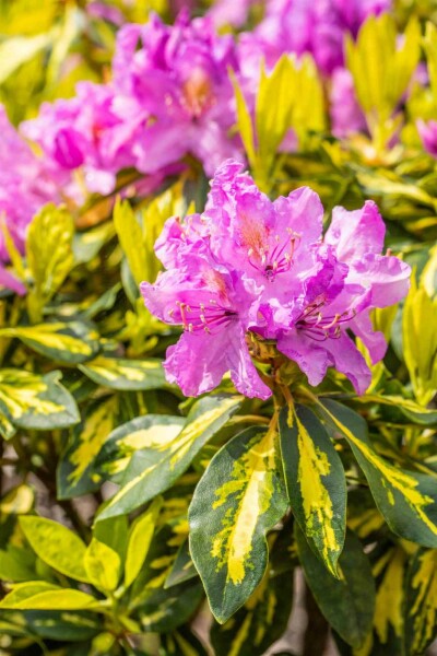 Rhododendron 'Goldflimmer' struik 30-40 cm