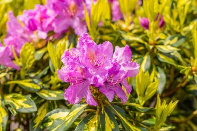 Rhododendron 'Goldflimmer' struik 30-40 cm
