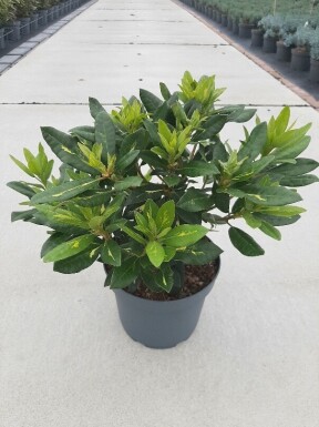 Rhododendron 'Goldflimmer' struik 30-40 cm