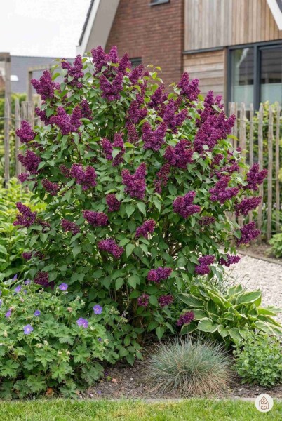 Syringa vulgaris 'Andenken an Ludwig Spath' struik 30-40 cm