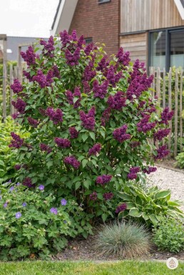 Syringa vulgaris 'Andenken an Ludwig Spath' struik 30-40 cm