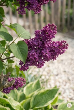 Syringa vulgaris 'Andenken an Ludwig Spath' struik 100-125 cm