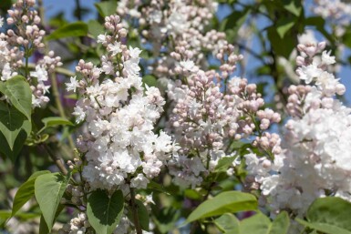 Syringa vulgaris 'Beauty of Moscow' struik 50-60 cm