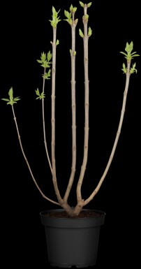 Syringa vulgaris 'Beauty of Moscow' struik 50-60 cm