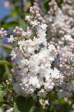 Syringa vulgaris 'Beauty of Moscow' struik 80-100 cm