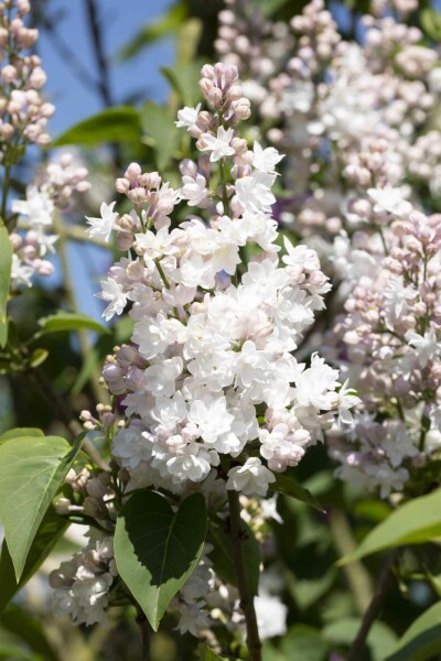 Syringa vulgaris 'Beauty of Moscow' struik 125-150 cm