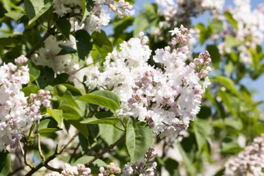 Syringa vulgaris 'Beauty of Moscow' struik 125-150 cm