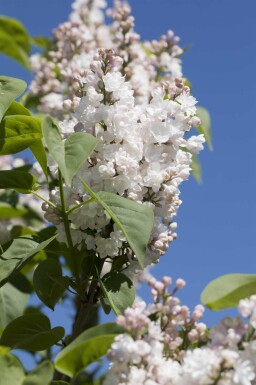 Syringa vulgaris 'Beauty of Moscow' struik 125-150 cm