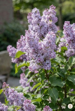 Syringa vulgaris 'Michel Buchner' struik 100-125 cm