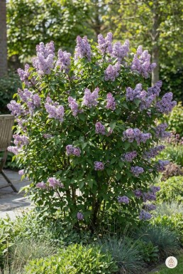 Syringa vulgaris 'Michel Buchner' struik 125-150 cm