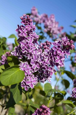 Syringa vulgaris 'Sensation' struik 100-125 cm