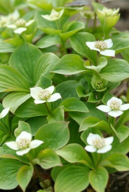 Kruipende kornoelje Cornus canadensis Cornus canadensis