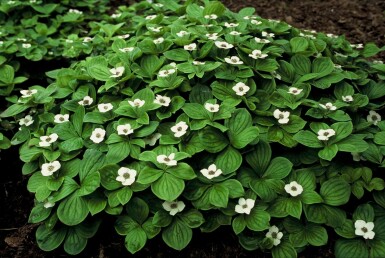Kruipende kornoelje Cornus canadensis Cornus canadensis