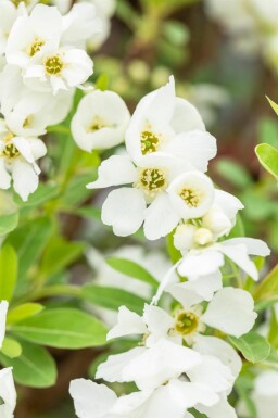 Exochorda racemosa 'Niagara' struik