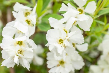 Exochorda racemosa 'Niagara' struik
