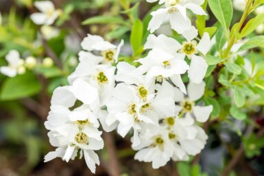 Exochorda racemosa 'Niagara' struik