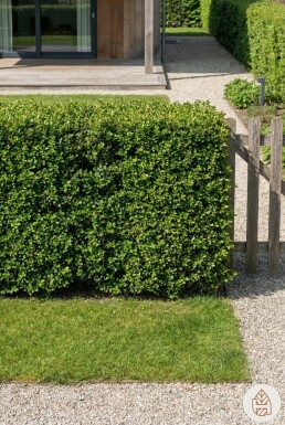 Chinese Hulst / Ilex Crenata Convexa 60-80 cm