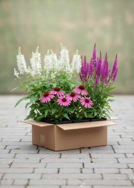 Nazomer Nectar Pakket