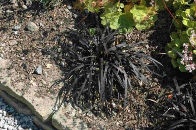 Natuurlijke Elegantie Mix