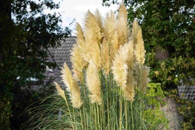 Cortaderia selloana