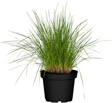 Deschampsia cespitosa