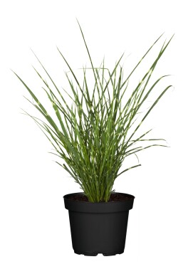 Miscanthus sinensis 'Strictus'