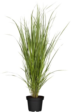 Panicum virgatum 'Northwind'