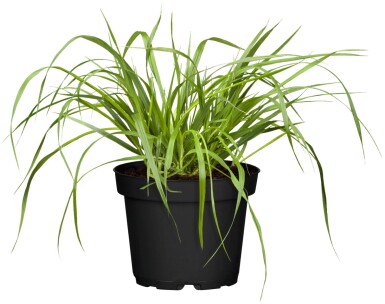 Pennisetum alopecuroides 'Viridescens'