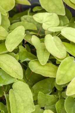 Geen afbeelding beschikbaar