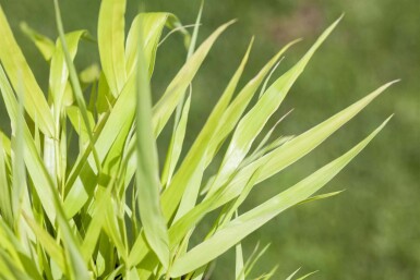 Hakonechloa macra 'Allgold'