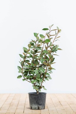 Olijfwilg Elaeagnus Ebbingei 50-60 cm
