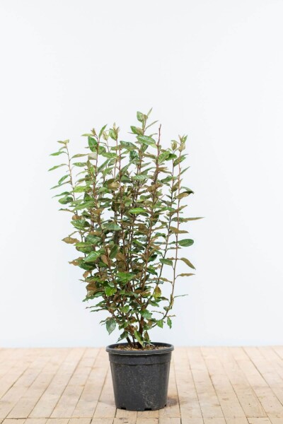Olijfwilg Elaeagnus Ebbingei 80-100 cm