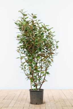 Olijfwilg Elaeagnus Ebbingei 100-125 cm