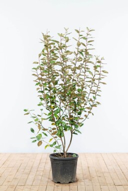 Olijfwilg Elaeagnus Ebbingei 125-150 cm