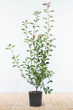 Glansmispel Photinia Fraseri Red Robin 100-125 cm