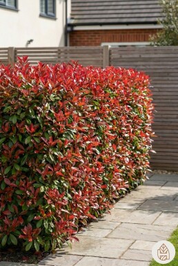 Glansmispel Photinia Fraseri Red Robin 100-125 cm - Pot