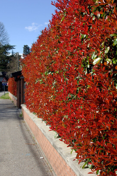 Glansmispel Photinia Fraseri Red Robin 125-150 cm