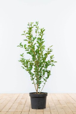 Liguster / Ligustrum Vulgare Wilde Liguster 60-80 cm