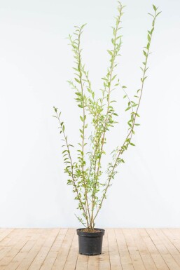 Liguster / Ligustrum Vulgare Wilde Liguster 175-200 cm