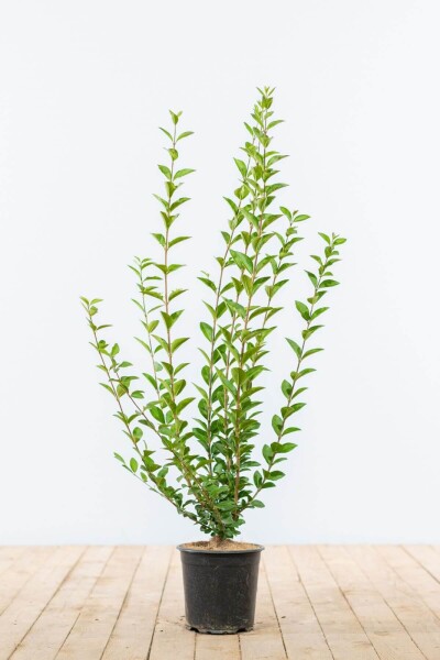 Liguster / Ligustrum Ovalifolium 60-80 cm