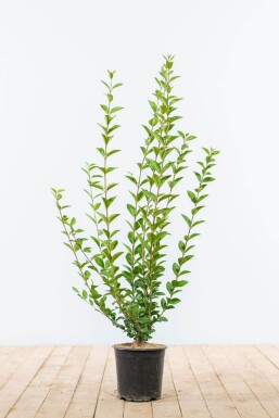Liguster / Ligustrum Ovalifolium 60-80 cm