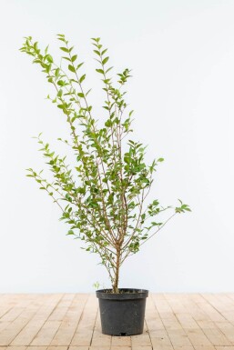 Liguster / Ligustrum Ovalifolium 100-125 cm