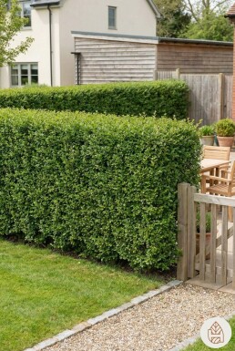 Liguster / Ligustrum Ovalifolium 100-125 cm