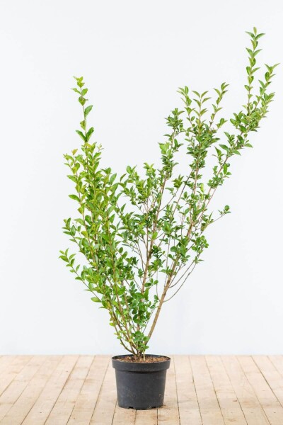 Liguster / Ligustrum Ovalifolium 125-150 cm