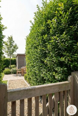 Liguster / Ligustrum Ovalifolium 125-150 cm