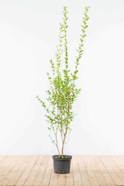 Liguster / Ligustrum Ovalifolium 150-175 cm