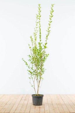 Liguster / Ligustrum Ovalifolium 150-175 cm