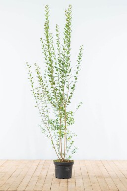 Liguster / Ligustrum Vulgare Atrovirens 150-175 cm