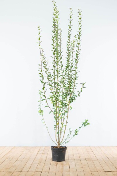 Liguster / Ligustrum Vulgare Atrovirens 175-200 cm
